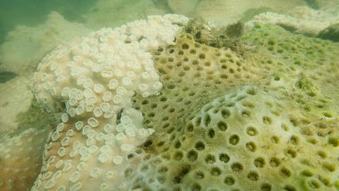 美麗的警告 – 大規模珊瑚白化事件